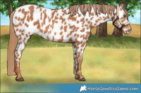 Horse Color:Chestnut Appaloosa