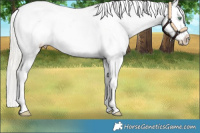 Horse Color:Silver Amber Cream Champagne Roan Dun Blanket 