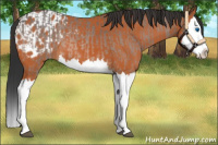Horse Color:Bay Roan Splash and Bay Splash Appaloosa