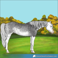Horse Color:Silver Buckskin Chinchilla Splash