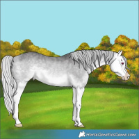 Horse Color:Silver Buckskin Chinchilla Splash 