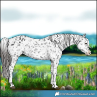 Horse Color:Black Appaloosa 