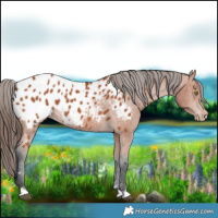Horse Color:Bay Appaloosa 