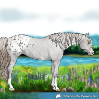 Horse Color:Grullo Appaloosa 