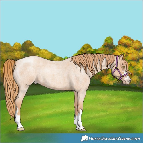 Horse Color:Gold Champagne Roan 