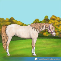 Horse Color:Gold Champagne Roan