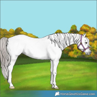 Horse Color:Gray Bay Splash Tobiano Varnish 