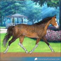 Horse Color:White Spotted Buckskin Splash Rabicano