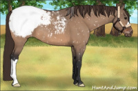 Horse Color:Bay Dun Snowcap 
