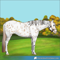 Horse Color:Bay Dun Near Leopard 