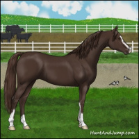 Horse Color:Liver Chestnut Sabino 