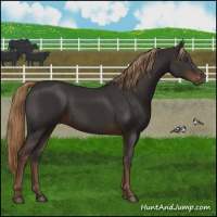 Horse Color:Liver Chestnut 