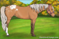 Horse Color:Silver Bay Appaloosa 
