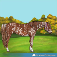Horse Color:Chestnut Appaloosa  and Chestnut 