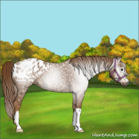 Horse Color:Gray Chestnut Appaloosa