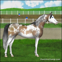 Horse Color:White Spotted Brown Dun Splash 