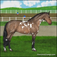 Horse Color:White Spotted Brown Dun Brindle 