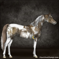Horse Color:White Spotted Chocolate Palomino Ice Tobiano