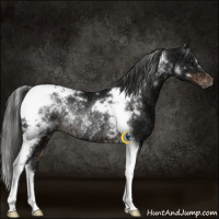 Horse Color:Liver Chestnut Ice Tobiano Rabicano