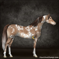 Horse Color:White Spotted Liver Red Dun Brindle 