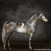 Horse Color:Gray White Spotted Chocolate Palomino Ice 