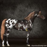 Horse Color:White Spotted Liver Chestnut Ice Appaloosa 