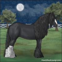 Horse Color:Black 