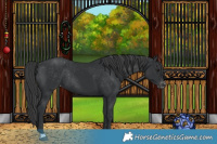 Horse Color:Black Varnish Rabicano