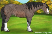 Horse Color:Bay Ice Appaloosa 
