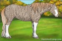 Horse Color:Gold Champagne Ice Splash 