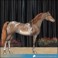 Horse Color:White Spotted Liver Red Dun Tobiano 