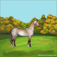 Horse Color:Gray Bay Dun Appaloosa Rabicano 