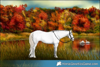 Horse Color:Chocolate Palomino Sabino Rabicano