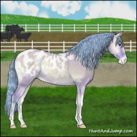 Horse Color:Watercolor Bay Onyx Appaloosa Rabicano
