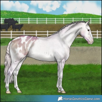 Horse Color:Watercolor Silver Buckskin Onyx Appaloosa Rabicano