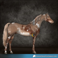 Horse Color:White Spotted Liver Chestnut  and White Spotted Liver Red Dun 
