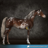 Horse Color:White Spotted Liver Chestnut Ice Tobiano 