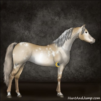 Horse Color:Gray White Spotted Chocolate Palomino Dun 