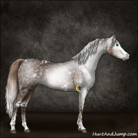 Horse Color:Gray White Spotted Liver Chestnut Ice Splash 