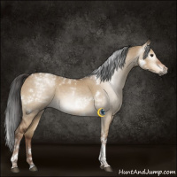Horse Color:Gray White Spotted Liver Red Dun Tobiano