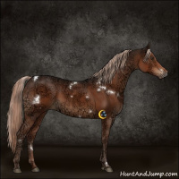 Horse Color:White Spotted Liver Chestnut Ice