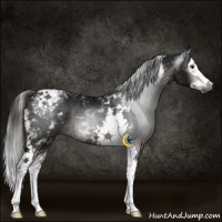 Horse Color:Gray White Spotted Liver Chestnut Ice Splash Tobiano 
