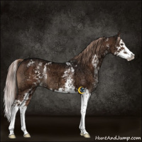 Horse Color:White Spotted Liver Chestnut Ice Splash 