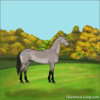 Horse Color:Gray Void Platinum Bay Dun Tobiano Rabicano 