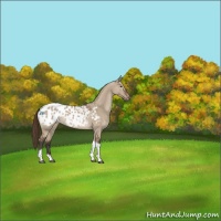 Horse Color:Bay Dun Tobiano Appaloosa 