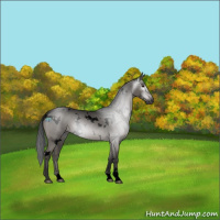 Horse Color:Gray Void White Spotted Grullo 