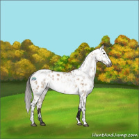 Horse Color:Gray White Spotted Buckskin Dun Sabino Appaloosa and Bay Dun Appaloosa Rabicano