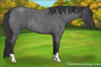 Horse Color:Smoky Blue Roan