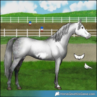 Horse Color:Gray Midnight Black Ice Frame 