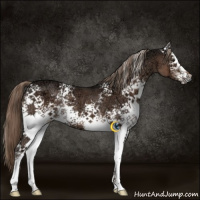 Horse Color:White Spotted Liver Chestnut Ice Rabicano 